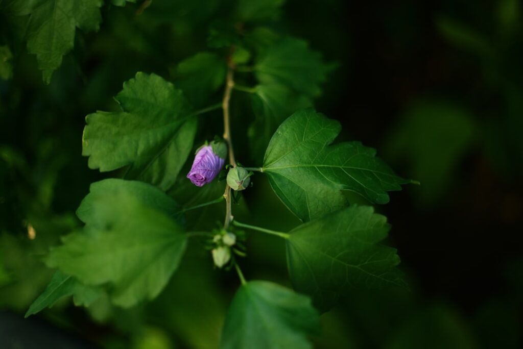 Une fleur violette en bouton au milieu de feuilles vertes luxuriantes sur un fond sombre. La fleur est partiellement ouverte, ses pétales étroitement enroulés, contrastant avec la verdure vibrante qui l'entoure.