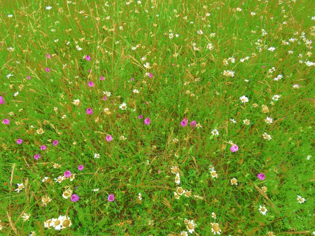 Une prairie animée remplie de fleurs sauvages, avec des fleurs violettes et blanches dispersées sur une herbe verte luxuriante. De fines et hautes tiges entrecoupent les fleurs colorées, créant une scène naturelle et vivante.